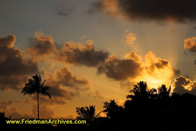 hawaii,travel,tourist,palm,trees,clouds,sky,sun,silhouette,rays,sunrise,sunset,orange,